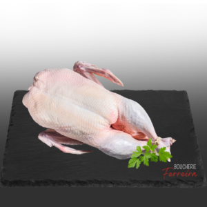 CANARD / KG