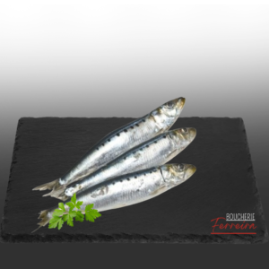 SARDINHA GORDA (SARDINE) 800gr / PCE